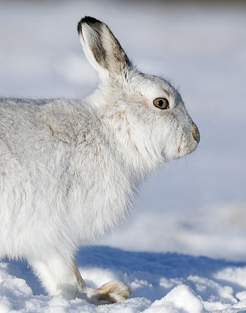Mountain Hare Lepus timidus