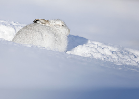Mountain Hare Lepus timidus
