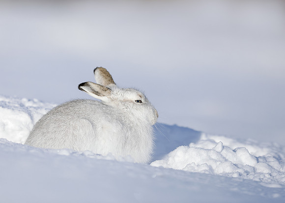 Mountain Hare Lepus timidus