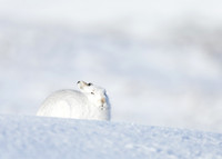 Mountain Hare Lepus timidus