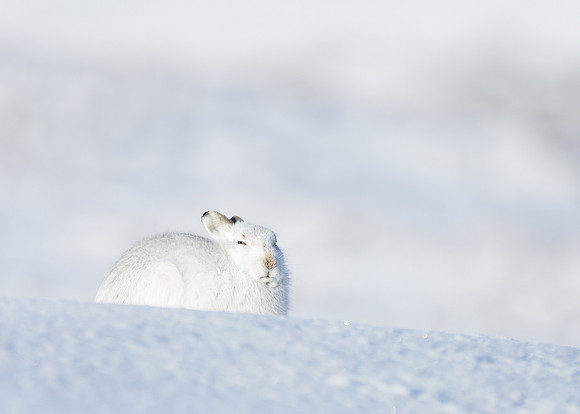 Mountain Hare Lepus timidus