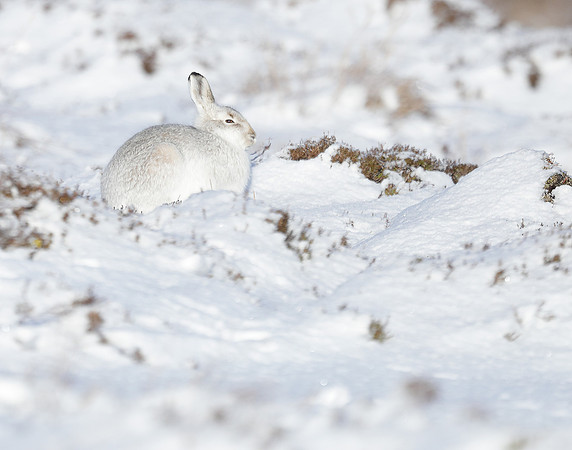 Mountain Hare Lepus timidus