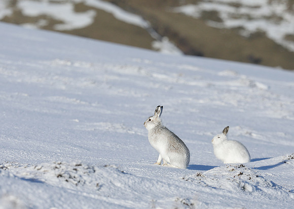 Mountain Hare Lepus timidus