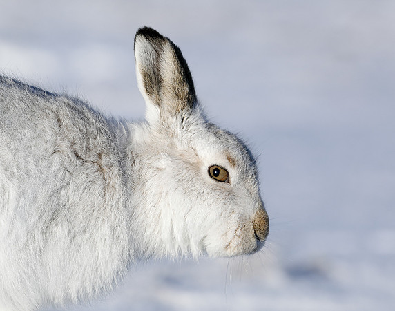 Mountain Hare Lepus timidus