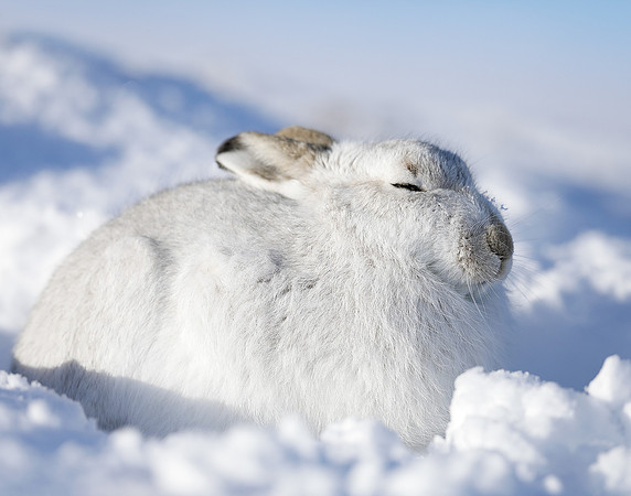 Mountain Hare Lepus timidus