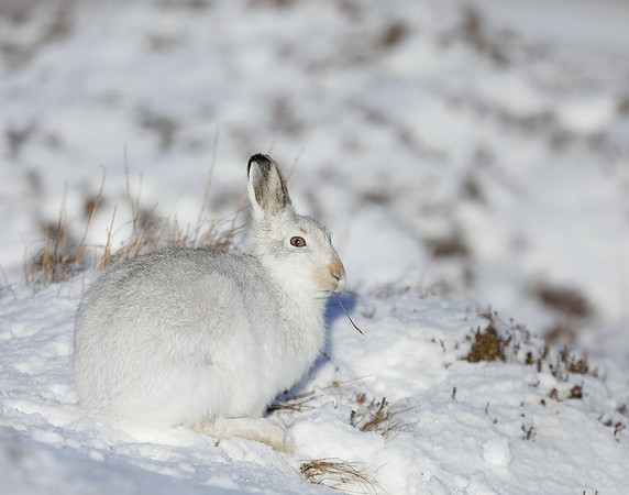 Mountain Hare Lepus timidus