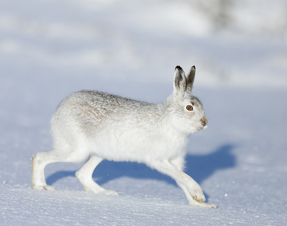 Mountain Hare Lepus timidus