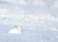 Mountain Hare Lepus timidus