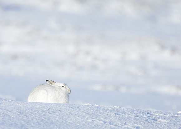 Mountain Hare Lepus timidus