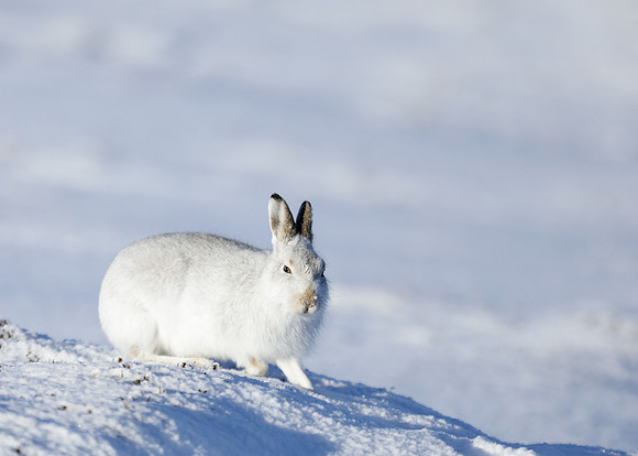 Mountain Hare Lepus timidus