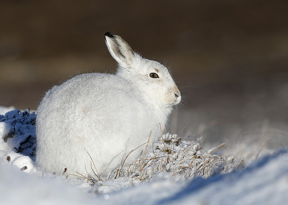 Mountain Hare Lepus timidus