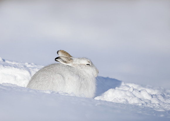 Mountain Hare Lepus timidus