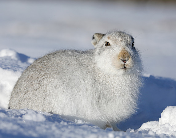 Mountain Hare Lepus timidus