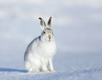 Mountain Hare Lepus timidus