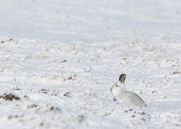 Mountain Hare Lepus timidus