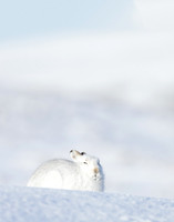 Mountain Hare Lepus timidus