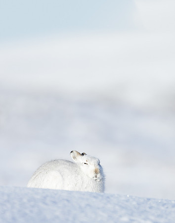 Mountain Hare Lepus timidus