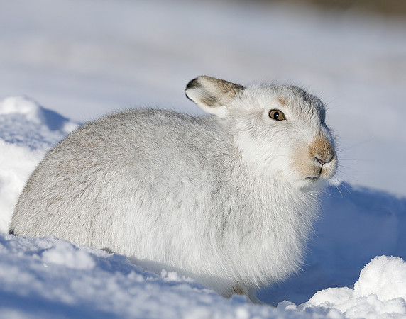 Mountain Hare Lepus timidus