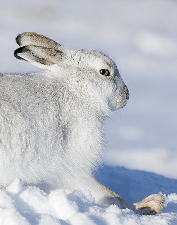 Mountain Hare Lepus timidus