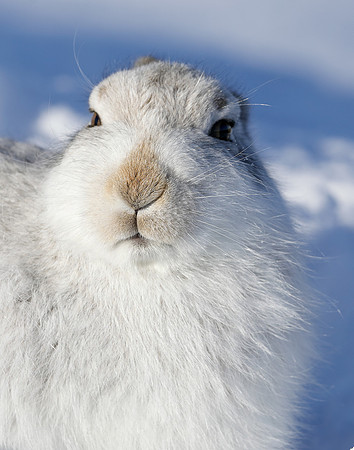 Mountain Hare Lepus timidus
