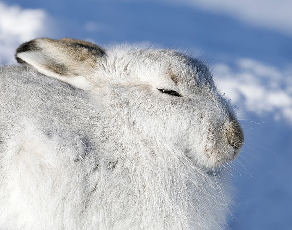 Mountain Hare Lepus timidus