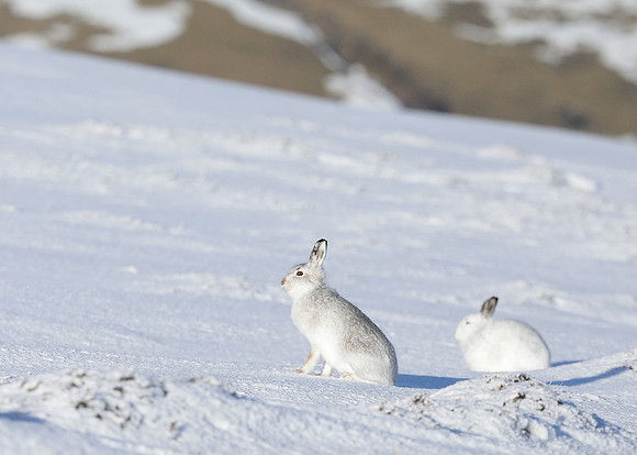 Mountain Hare Lepus timidus