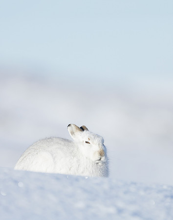 Mountain Hare Lepus timidus