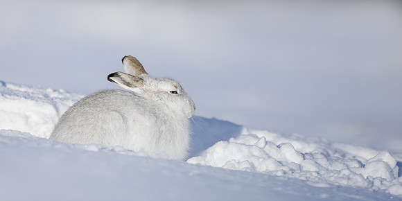 Mountain Hare Lepus timidus