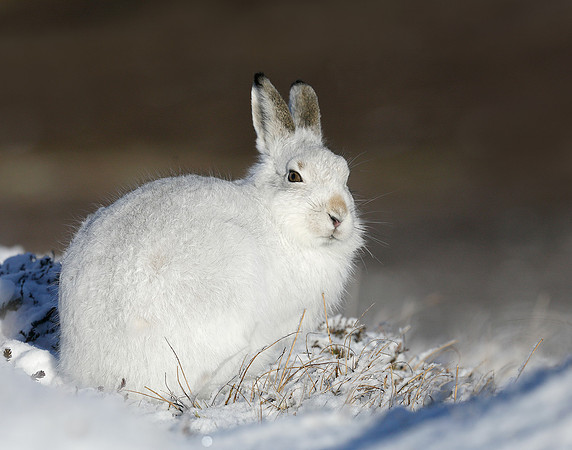 Mountain Hare Lepus timidus