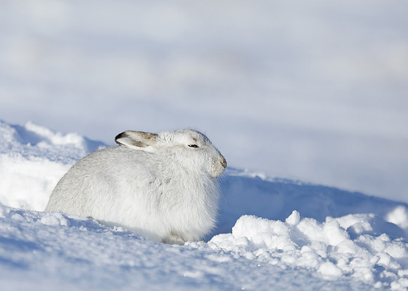 Mountain Hare Lepus timidus