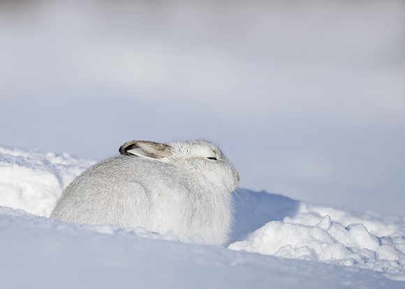 Mountain Hare Lepus timidus