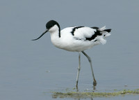 Avocet Recurvirostra avosetta