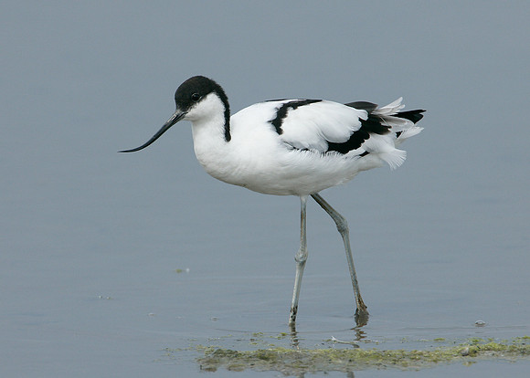 Avocet Recurvirostra avosetta