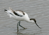 Avocet Recurvirostra avosetta
