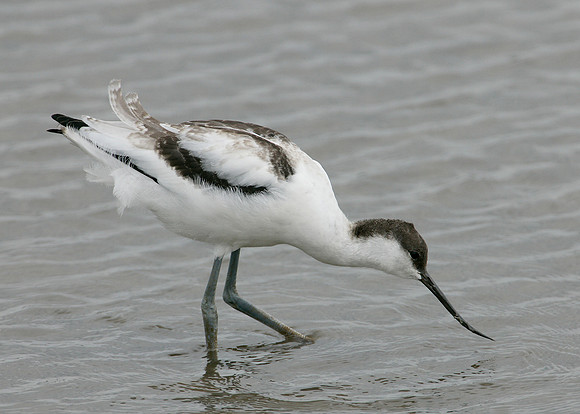 Avocet Recurvirostra avosetta