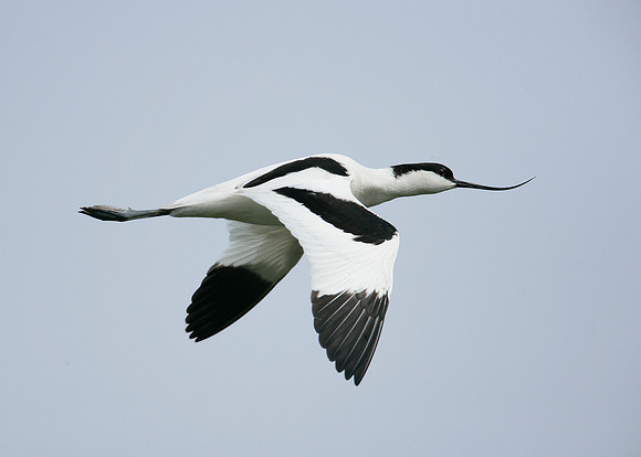 Avocet Recurvirostra avosetta