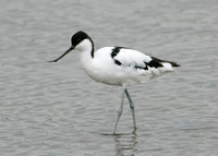 Avocet Recurvirostra avosetta