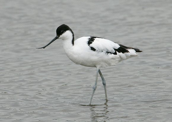Avocet Recurvirostra avosetta