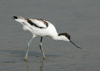 Avocet Recurvirostra avosetta