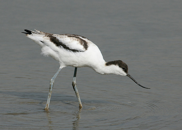 Avocet Recurvirostra avosetta