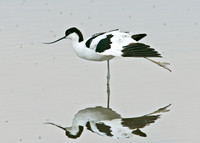 Avocet Recurvirostra avosetta