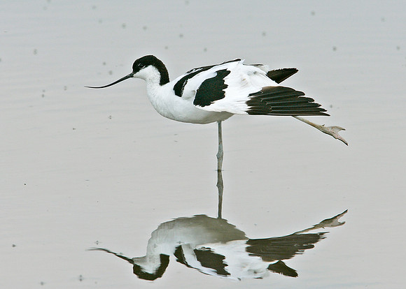 Avocet Recurvirostra avosetta