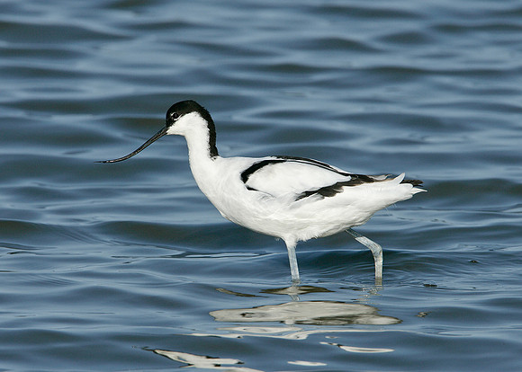 Avocet Recurvirostra avosetta