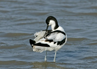 Avocet Recurvirostra avosetta