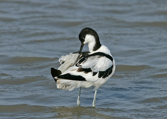 Avocet Recurvirostra avosetta