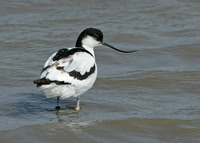 Avocet Recurvirostra avosetta