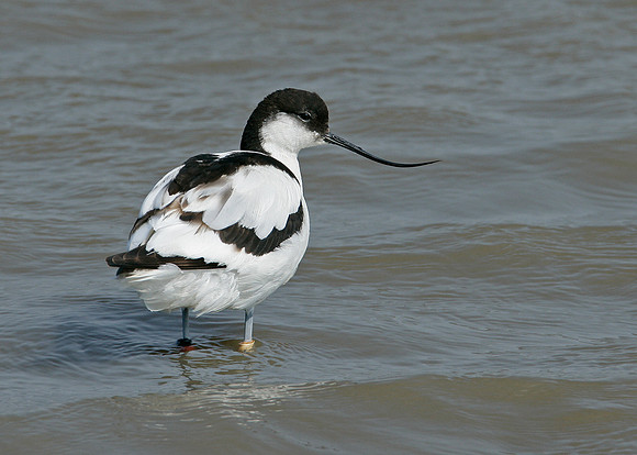 Avocet Recurvirostra avosetta