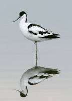 Avocet Recurvirostra avosetta