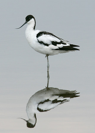 Avocet Recurvirostra avosetta