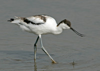 Avocet Recurvirostra avosetta